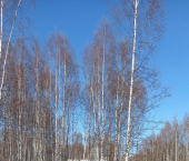 земля 9.63 сот 3-я Сорокинская улица