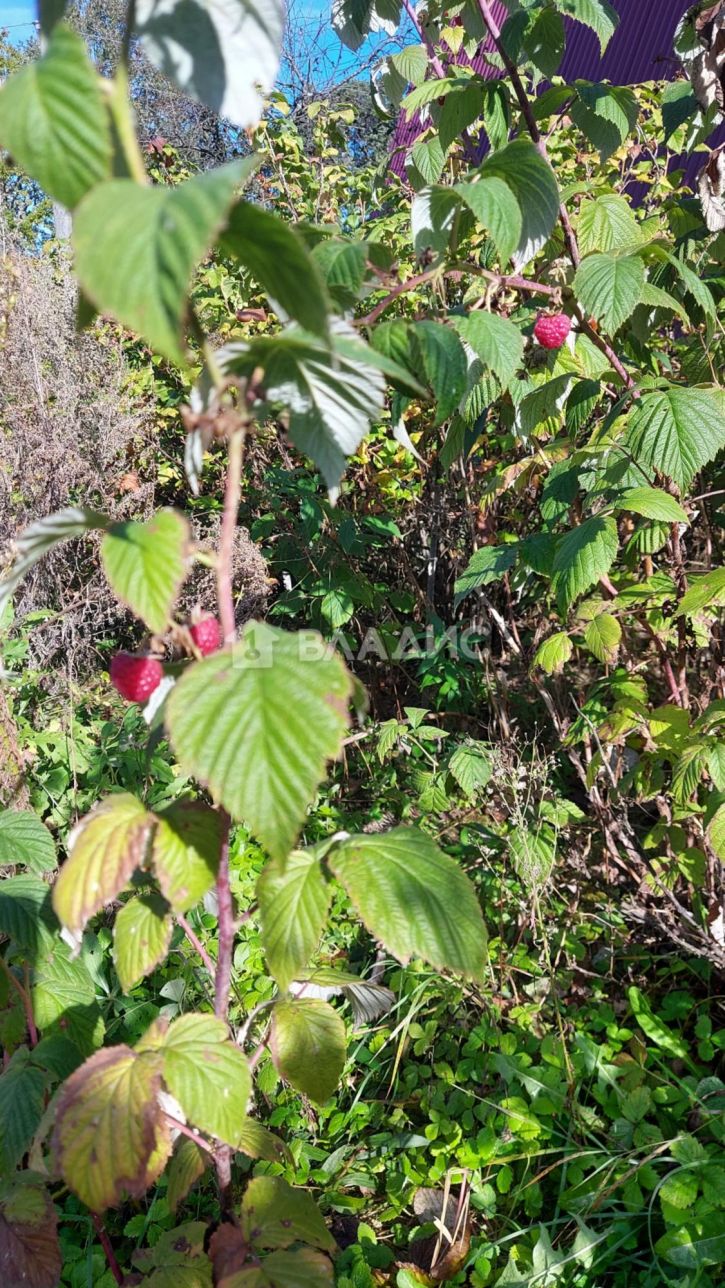 Коттедж/дом Облепиховая улица